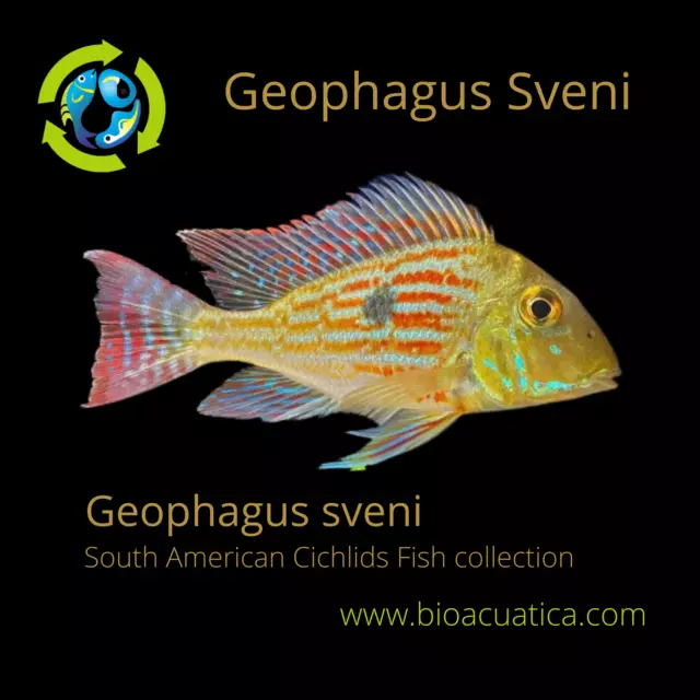 BEAUTIFUL GEOPHAGUS SVENI 1.5 TO 2 INCHES UNSEXED (Geophagus sveni)