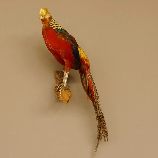 Goldfasan Pájaro Preparado Altura 65CM Taxidermy para Animales 90.4.41 3