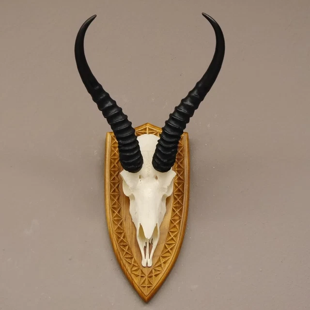 Gacela Antílope Trofeo de Calavera Hl 33 CM En Escudo de Trofeo Decoración