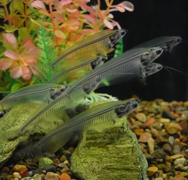 Live Ghost Glass Catfish (3" Freshwater Aquarium Fish) *PLS READ DESCR*
