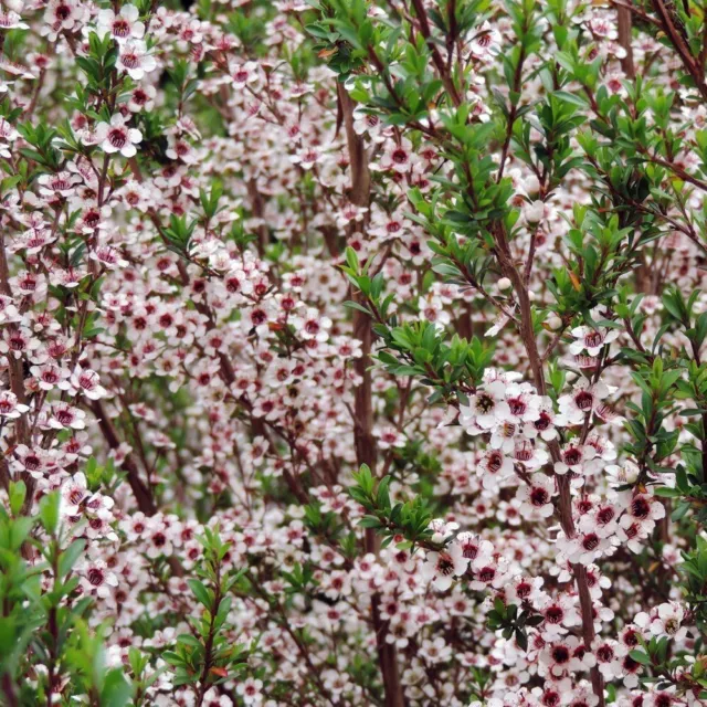 MANUKA HONEY Tea Tree 200+ Seeds EVERGREEN NATIVE ORNAMENTAL SHRUB white flower