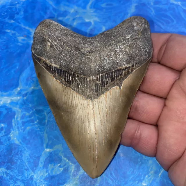 Megalodon Shark Tooth 4.68” Huge Teeth Meg Scuba Diver Direct Fossil Nc 2611