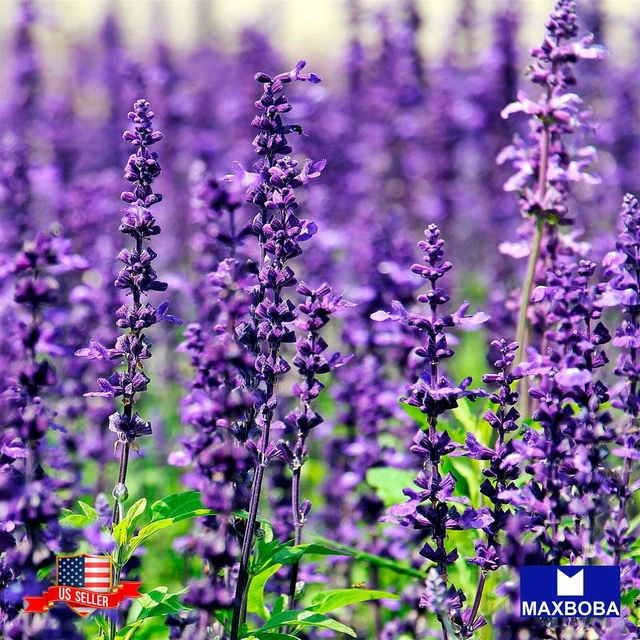 Lavender Seeds - Munstead Non-GMO / Heirloom / Herb Garden Fresh
