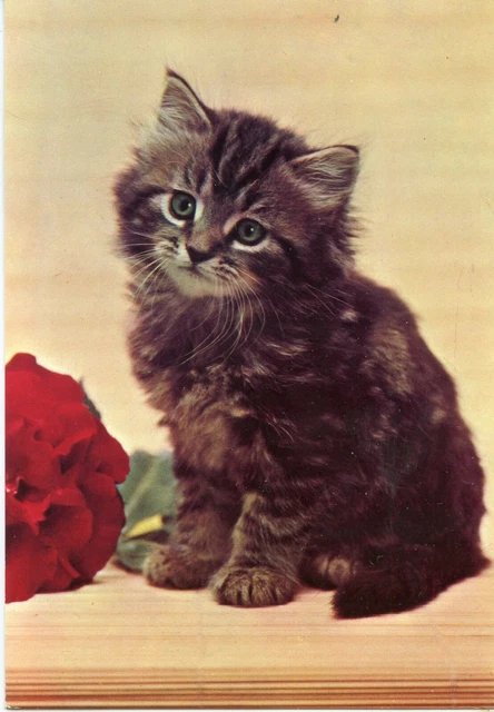 Cpsm / Carte Postale / Chat / Cat / Italia / Italie