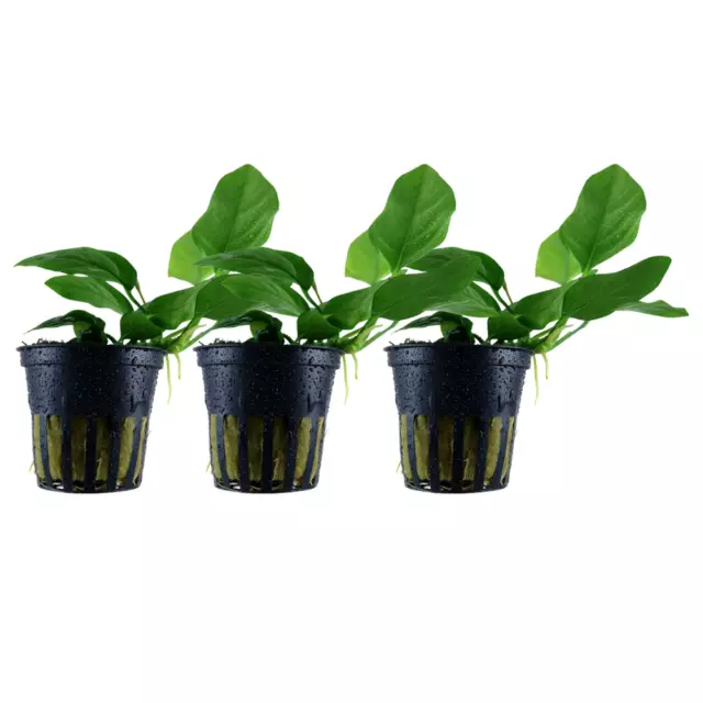 Aquarium Plante 3 Pièce Anubias Barteri Nana Plante Aquatique Tropica Nr.101 Set