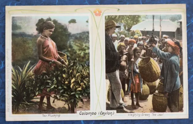 Tea Plucking, Weighing Green Tea Leaf Colombo Ceylon, Sri Lanka - Postcard c1900