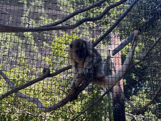 San Diego Zoo Discount E-ticket  (reservation Is Needed )