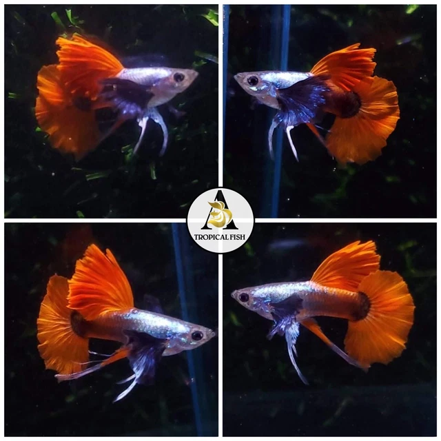 1 TRIO ☆ Dumbo Rose Red Tail Ribbon ☆ Live  Guppy Fish Quality Top Grade VIP.