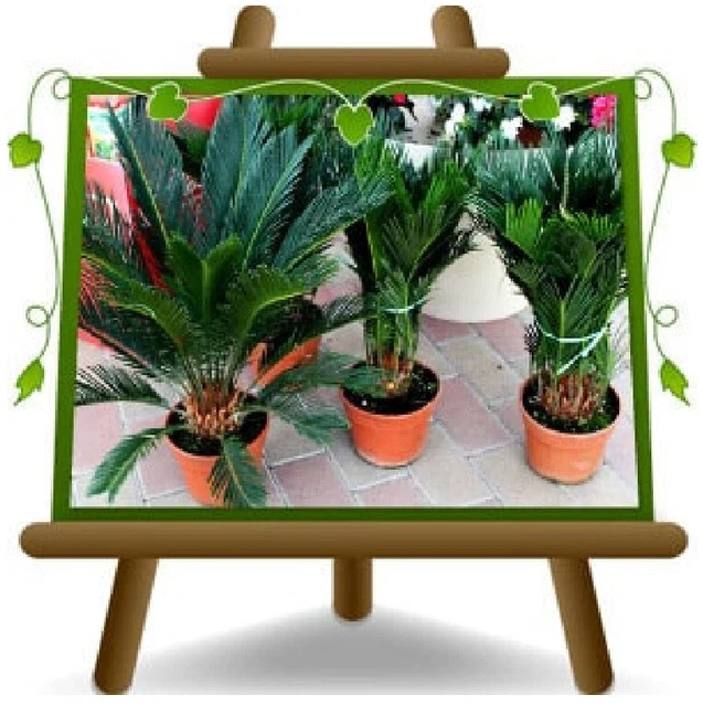 Cycas Revoluta In Vaso 18cm - Pianta Sempreverde Simile Alla Palma, Perfetta Per Interni Ed Esterni - Foto 8