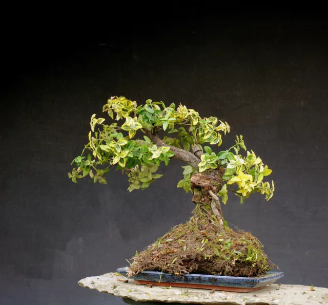 Bonsai outdoor winterhart Euonimus  H40 B45 D5 cm