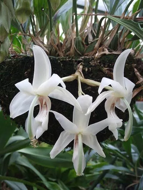 Species Orchid - Stanhopea grandiflora