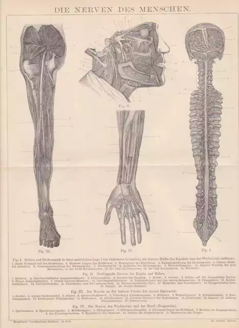 NERVEN DES MENSCHEN  HOLZSTICH von 1885 Wirbelsäule Gesichtsnerven Neurologie