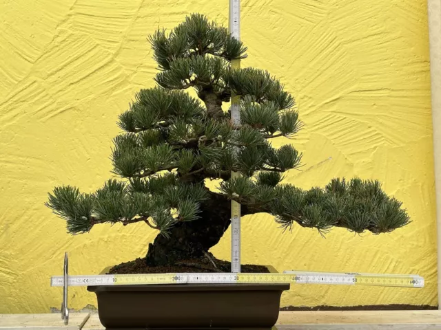 Joe Bonsaï Jap.mädchen Pin 45 Années Japon Coquille Pine Whith Pino Pinus