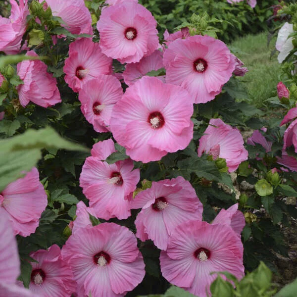 Hardy Hibiscus Airbrush Plant