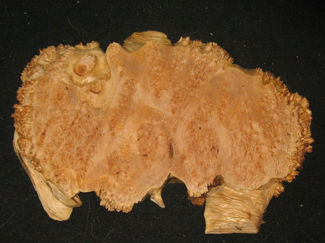 Lace Maple Burl Natural Slab Lumber Table Clock Craft Art Piece 17"