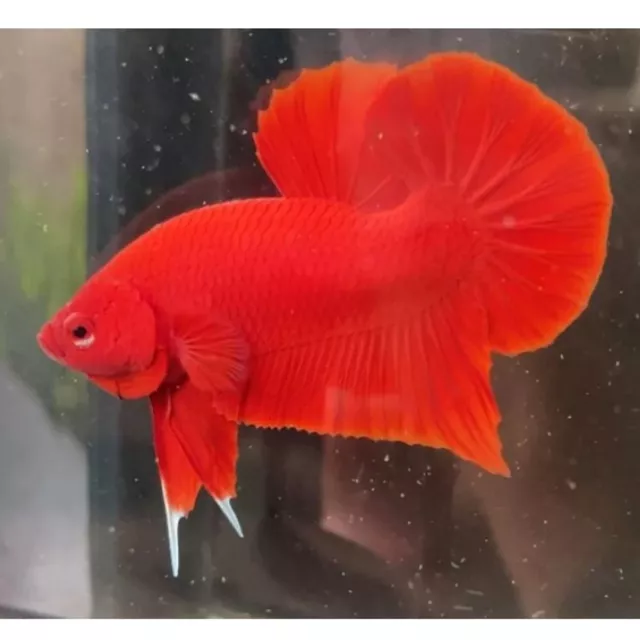 betta fish live HMPK Super Red Male Form Indonesia