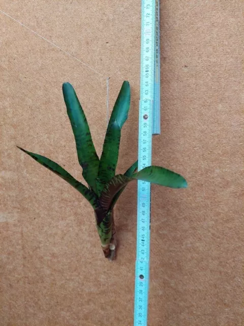 Neoregelia rubrifolia, aufgebunden, Nr, 3