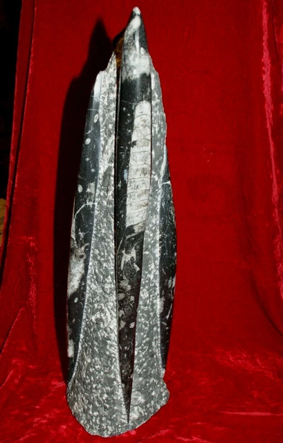 Boule Fossile Orthoceras 6cm - Pierre Granit Avec Fossiles 400 Millions D'Années | Pièce Unique