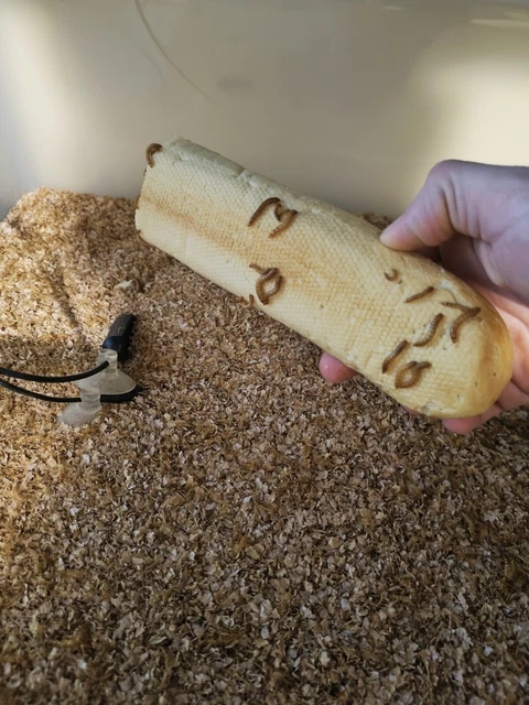 VERS DE FARINE VIVANTS 300g net. élevage maison