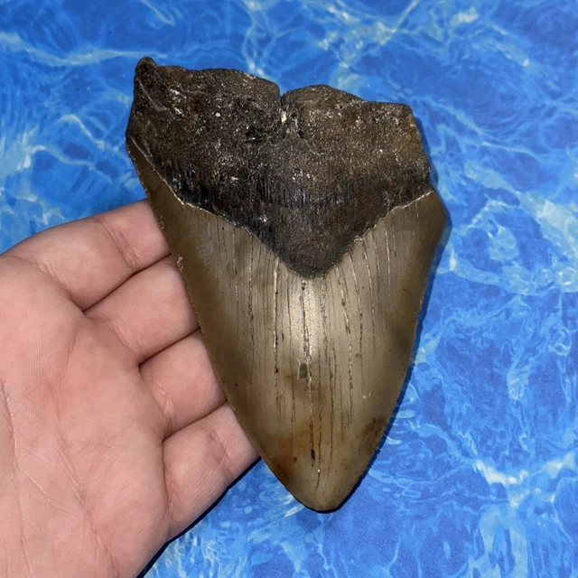 Megalodon Shark Tooth 5.16” Huge Teeth Big Meg Scuba Diver Direct Fossil Nc 8128