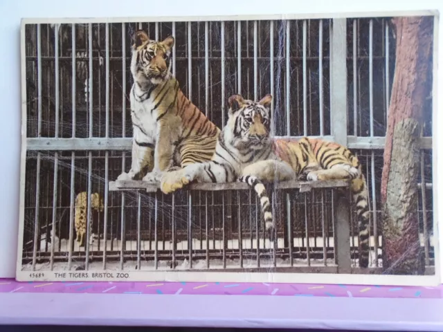 old HARVEY BARTON postcard White Tigers  at Bristol Zoo