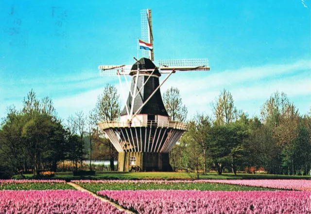 Postcard Niederlande Netherlands Holland Windmühle wind mill molen Blumen Fahne