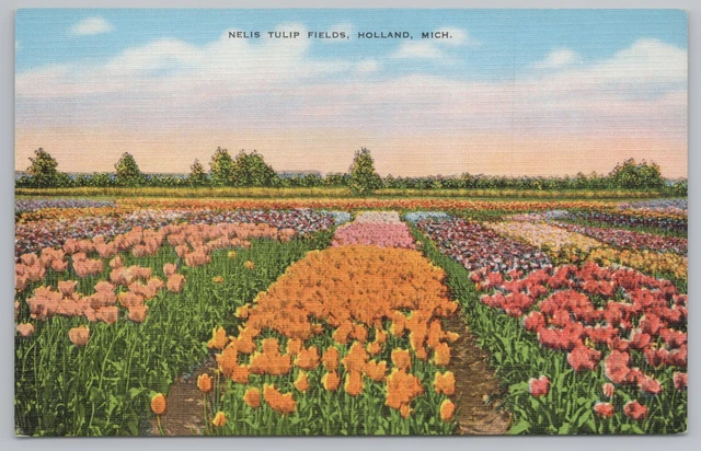 Linen~Holland Michigan~Nelis Tulip Fields~Vintage Postcard