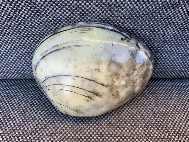 Rare 3D Polished Fossil Bivalve Scunthorpe, Cardinia Sp 200 Million Years Old !