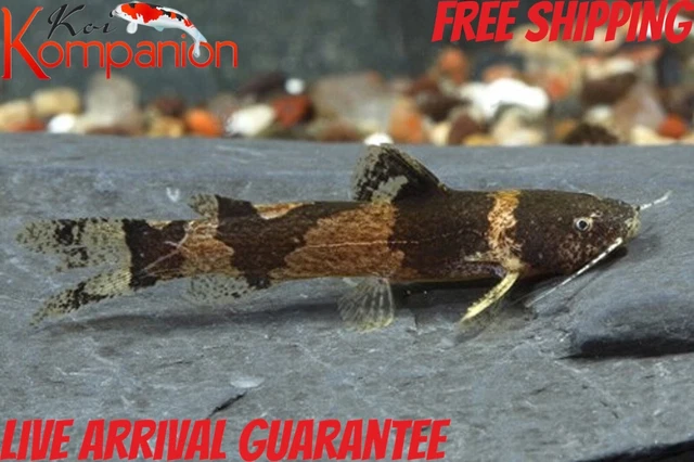 3/5/10X Bumblebee Catfish Free Shipping Koi Kompanion