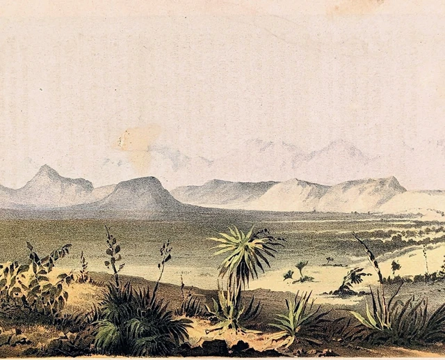 1857 Antelope of the Prairie Texas Lithograph Mexican Boundary Arthur Schott