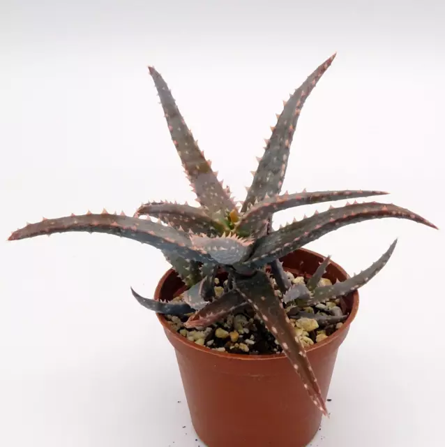 🏜  ALOE MILLOTII . RARE CACTUS  pot ø 7cm  /SUCCULENTES / CACTUS / CAUDEX🌵