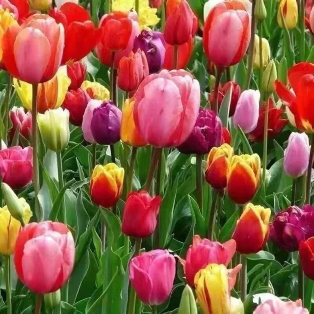 100Pcs Mix Colored Tulip Seeds Tulip Tulipa Garden Flower