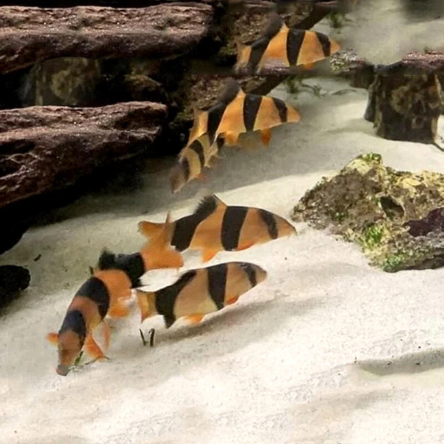 Clown Loach (Chromobotia macracanthus) - Live Fish One Item LARGE (3" - 4")