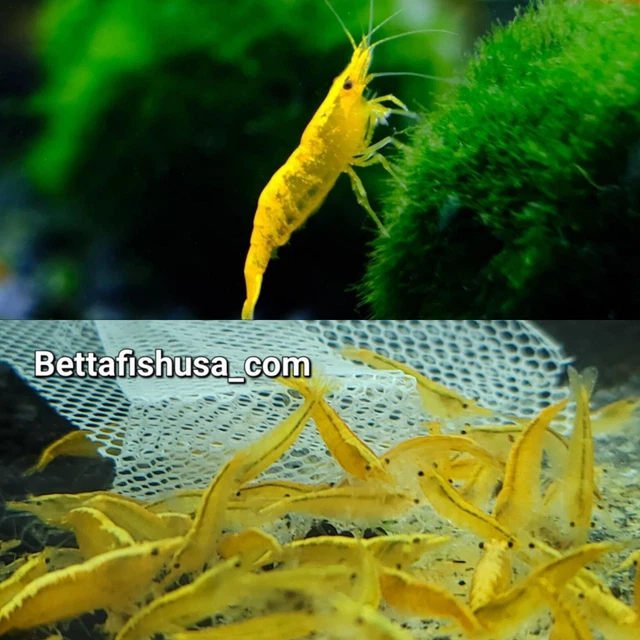 10+1 Neocaridina Live Shrimp NEON GoldenLine Freshwater Aquarium live Guarantee