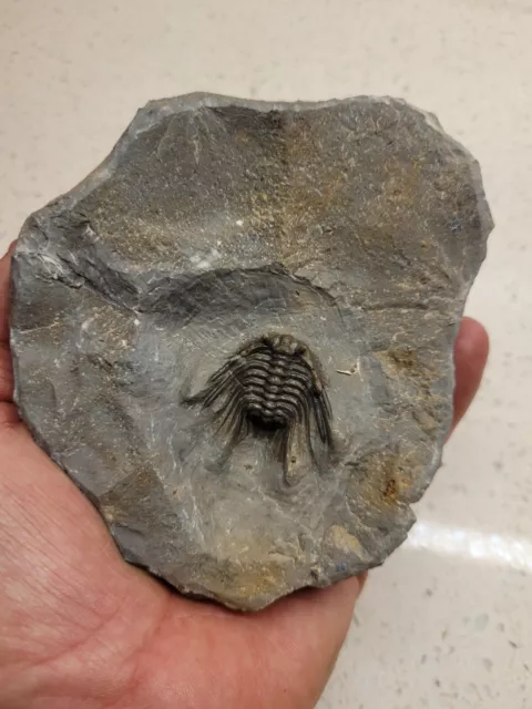 Fossil Trilobite Leonaspis Devonian