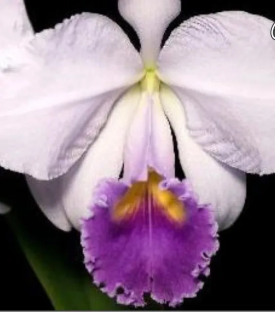Cattleya Trianae Var. Coerulea Orchid Fragrant Near Blooming Size #4