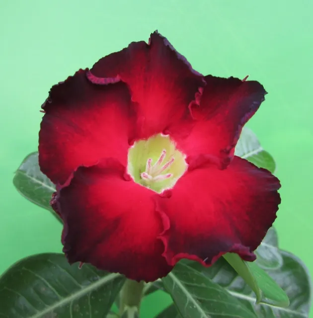 Adenium Obesum Desert Rose seeds "Red Black Border" 10 seeds $7.50