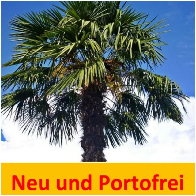 🌴 Palme Trachycarpus Fortunei, Hanfpalme, winterhart bis -18°C  70 - 90cm 🌴