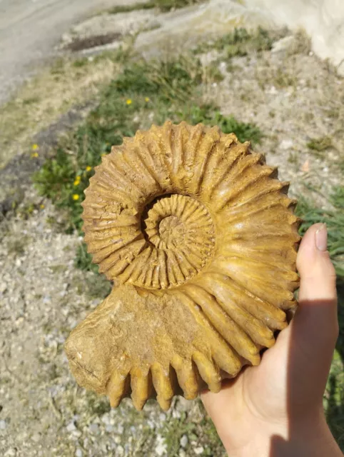 Ammonite Calycoceras du  Madagascar 185mm amonite Fossile