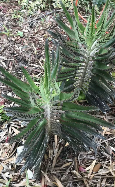 KALANCHOE DAIGREMONTIANA 1 planta con raiz