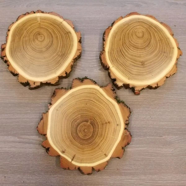 3 Pieza Acacia Jabalí Escudo de Trofeo AF16cm Jabalí Baumscheibe Baumschild 2