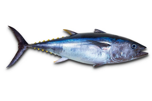 Thon Blanc (weißer Thunfisch) au Naturel MSC Petit Naviere 2