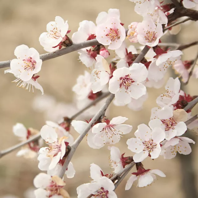 Ornamental Prunus incisa 'Kojo-no-Mai' Fuji Cherry Tree in a 19cm Pot