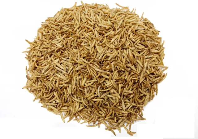 Dried Mealworm Calciworm 50/50 Mix - Premium Quality Wild Bird Food Feed