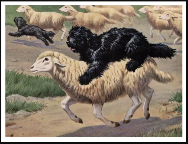 Hungarian Puli Dog Riding On Sheep Vintage Style Dog Art Print Poster