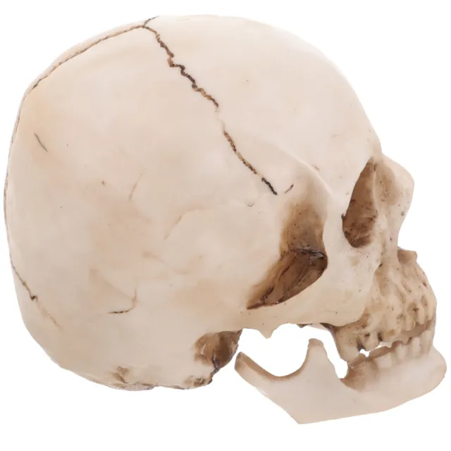 2 PCS Man Human Skull Statue Decor Model Medical Teaching Skeleton