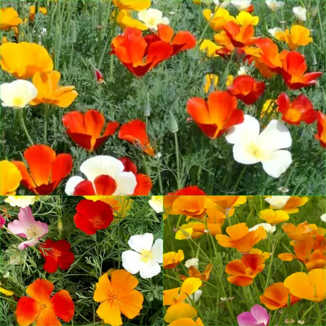 CALIFORNIAN POPPY SINGLE CHOICE MIXED 165+ Seeds Grow FLOWERS Beautiful GARDEN