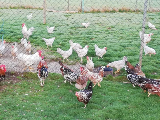 12 Bruteier Schwedische Blumenhühner im Spezialkarton hatching eggs