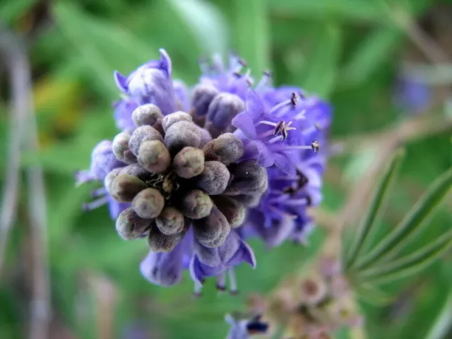 vitex, árbol casto, sauzgatillo (Vitex agnus castus) - 200/500/1500...