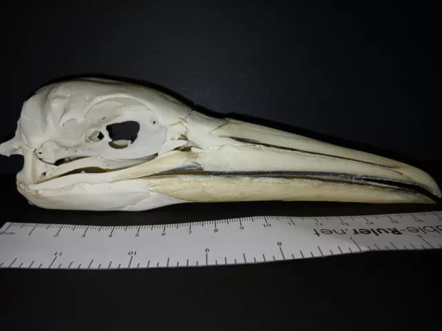 Genuine Eurasian Gannet gull real bird skull bone corvid crow goth sea bird